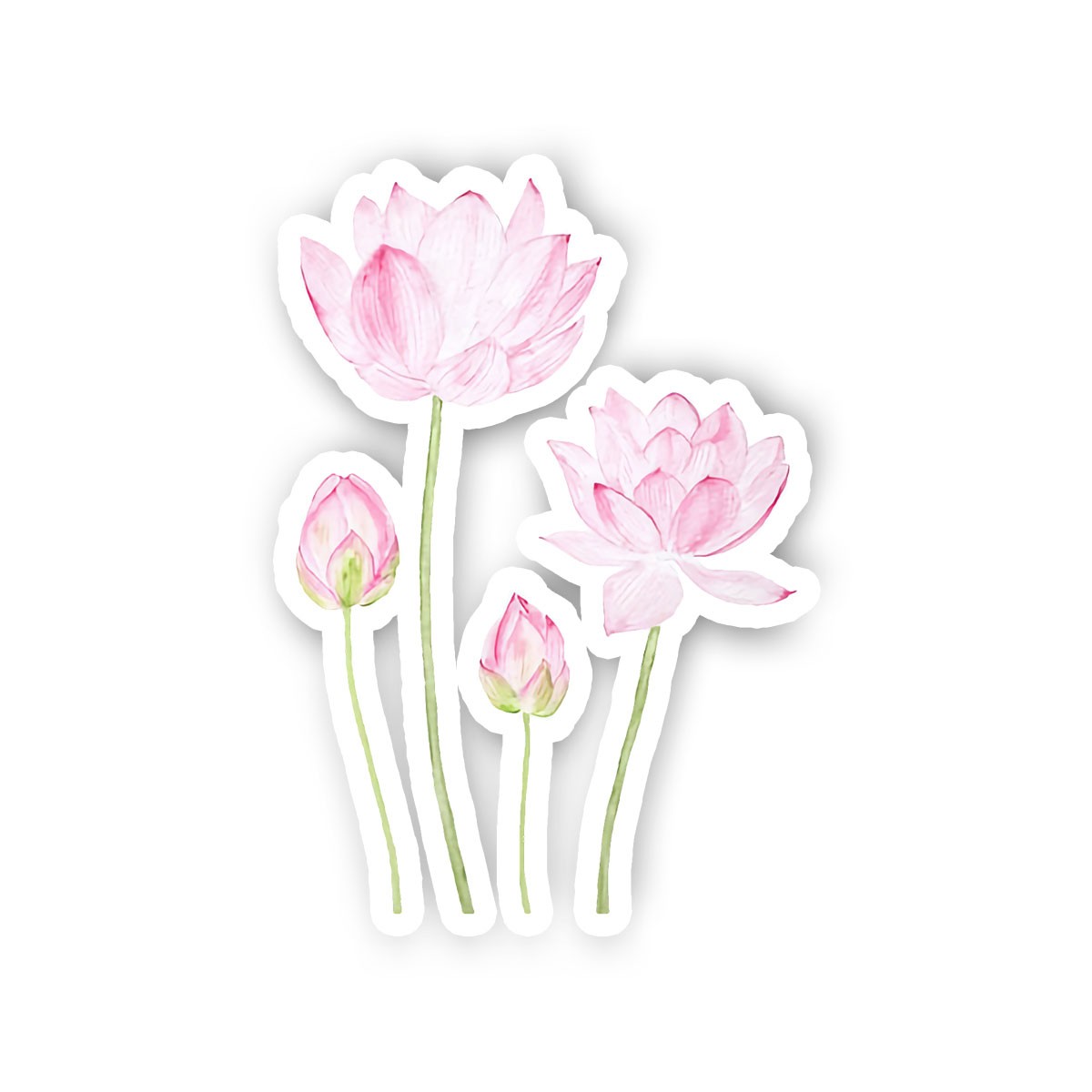 Pink Lotus