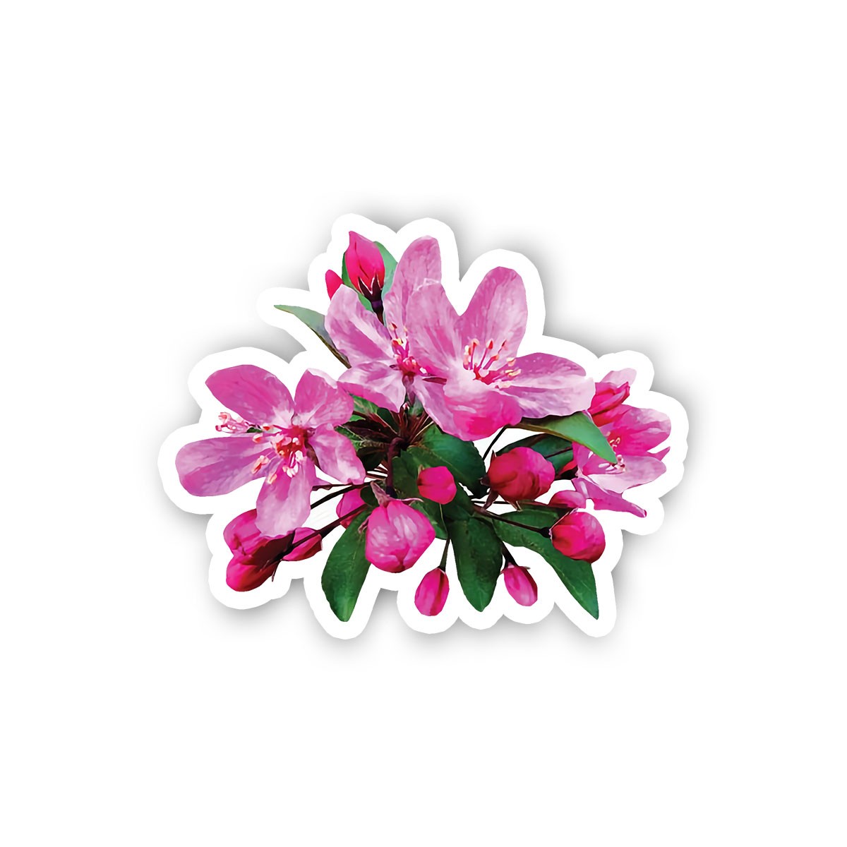 Cherry Blossoms