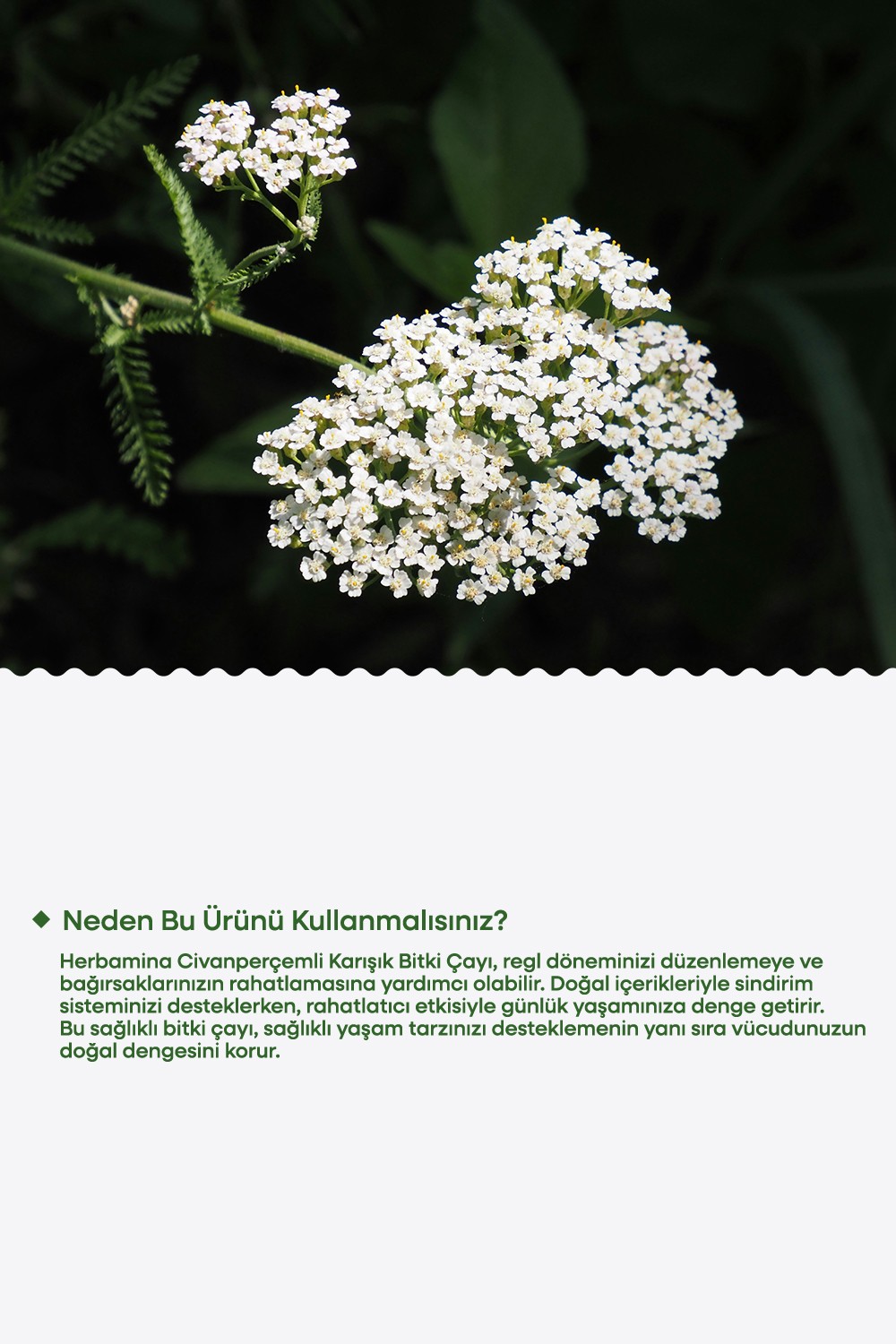 Civanperçemli Karışık Bitki Çayı (YARROW HERB TEA) 1,5grx30 Saşet