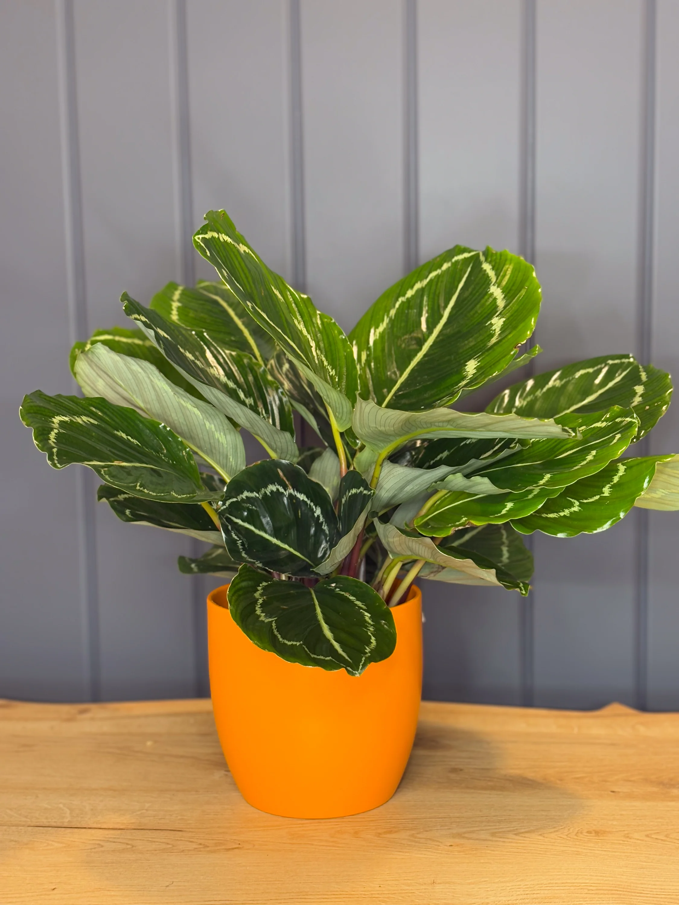 Calathea Makoyana (Dua iei)