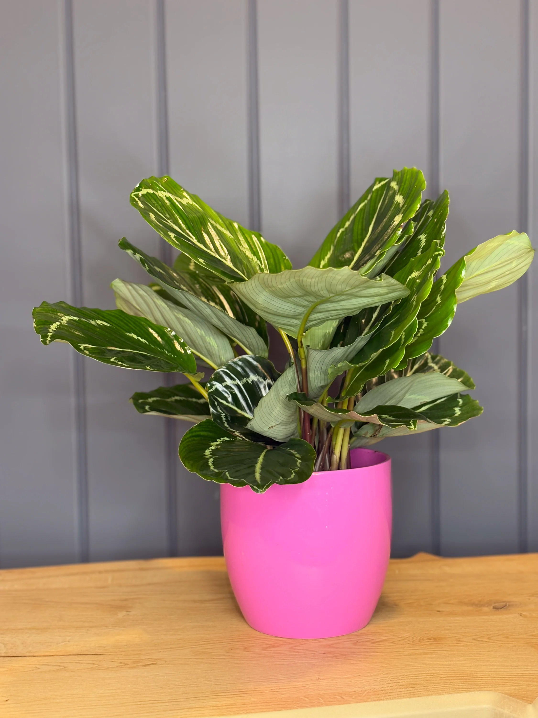Calathea Makoyana (Dua iei)