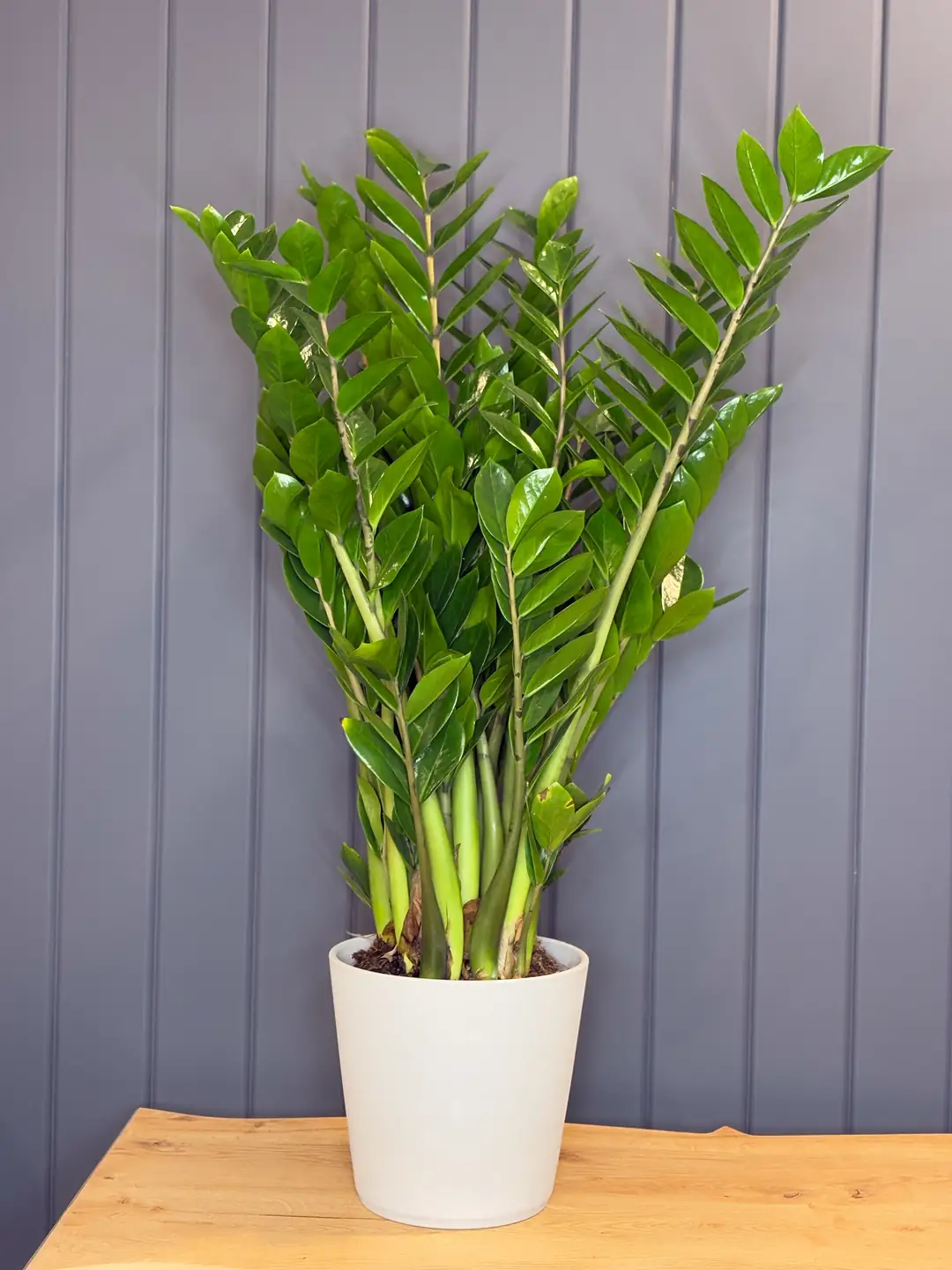 Zamia - Mimoza Garden