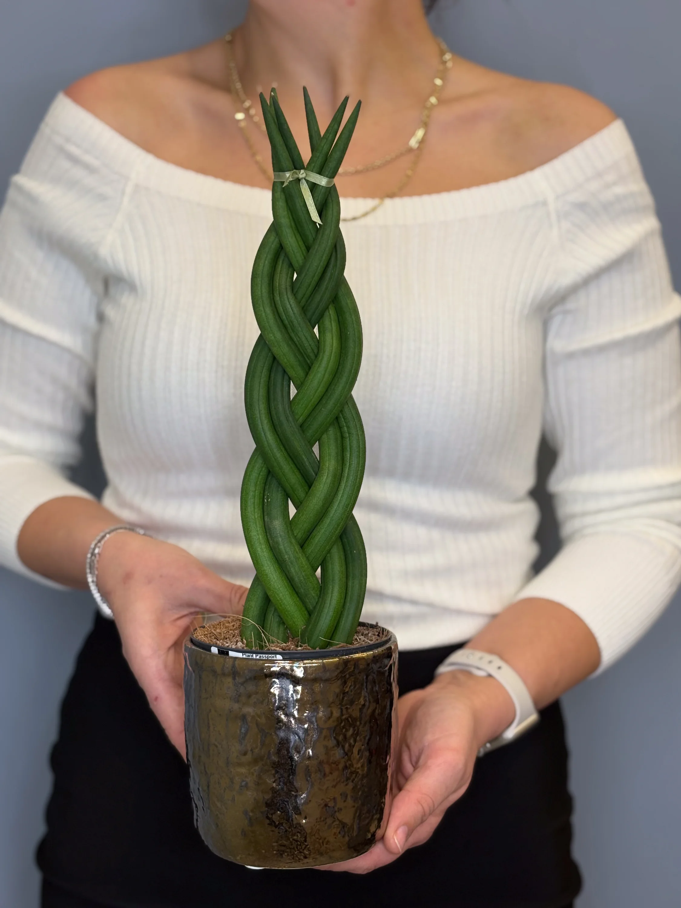 Örgü Sansevieria - Mimoza Garden