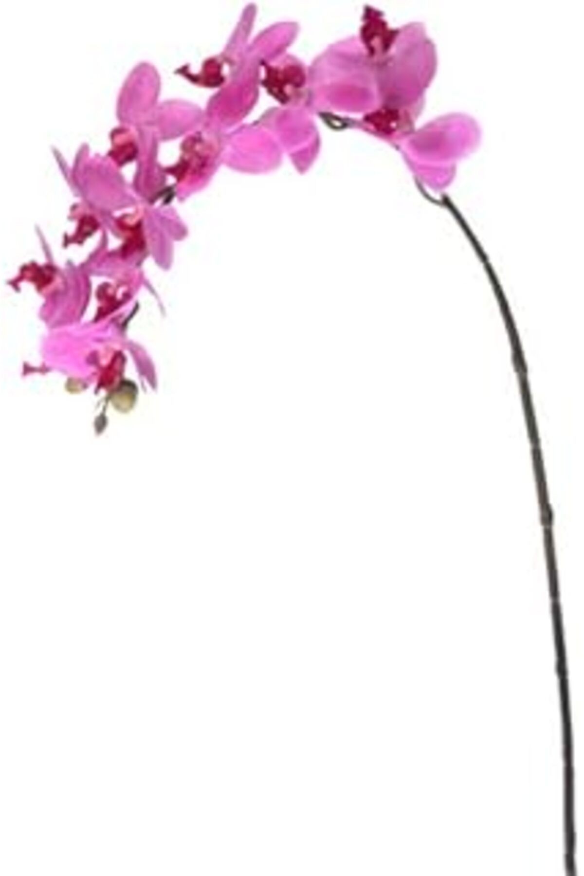 Euro Flora Yapay Çiçek Orkide 57.5 Cm