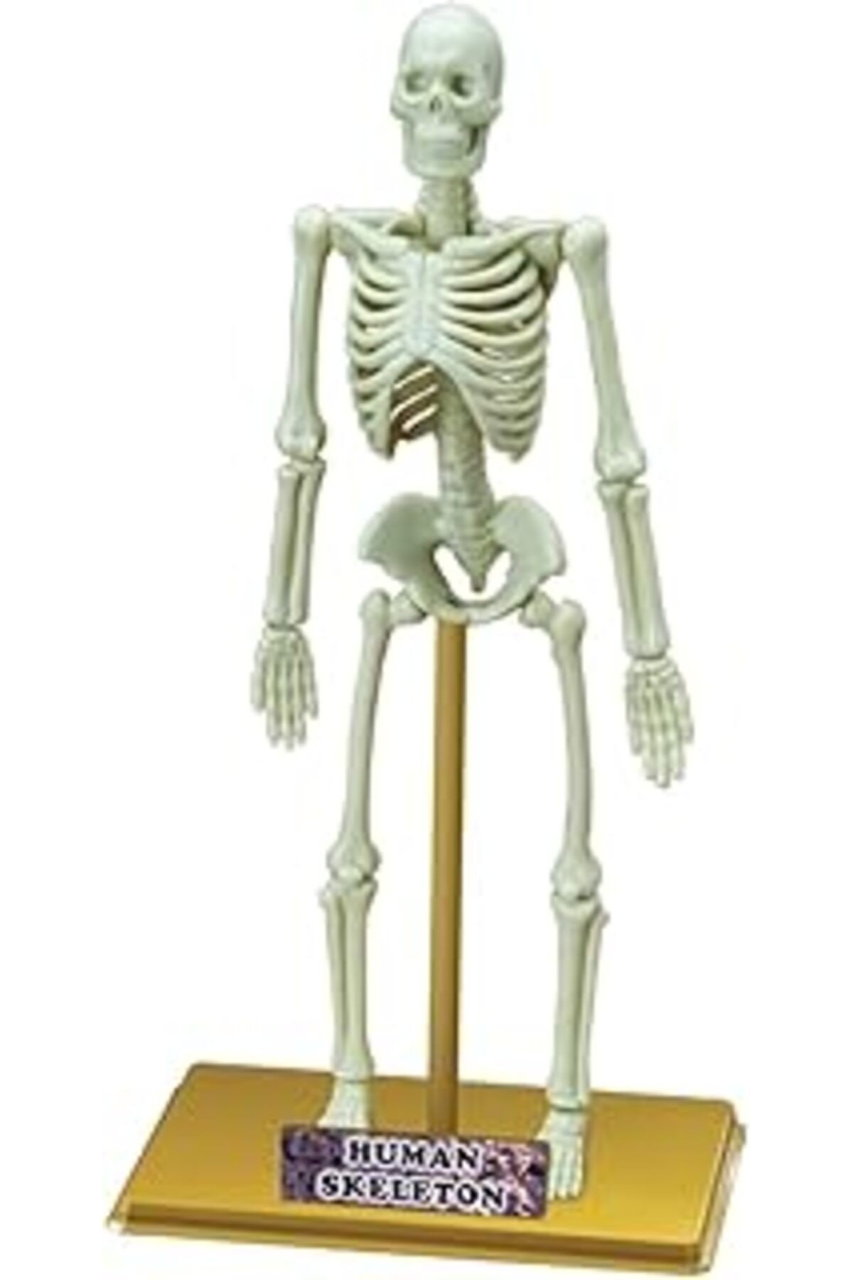 Eastcolight İnsan İskeleti Bilim Seti