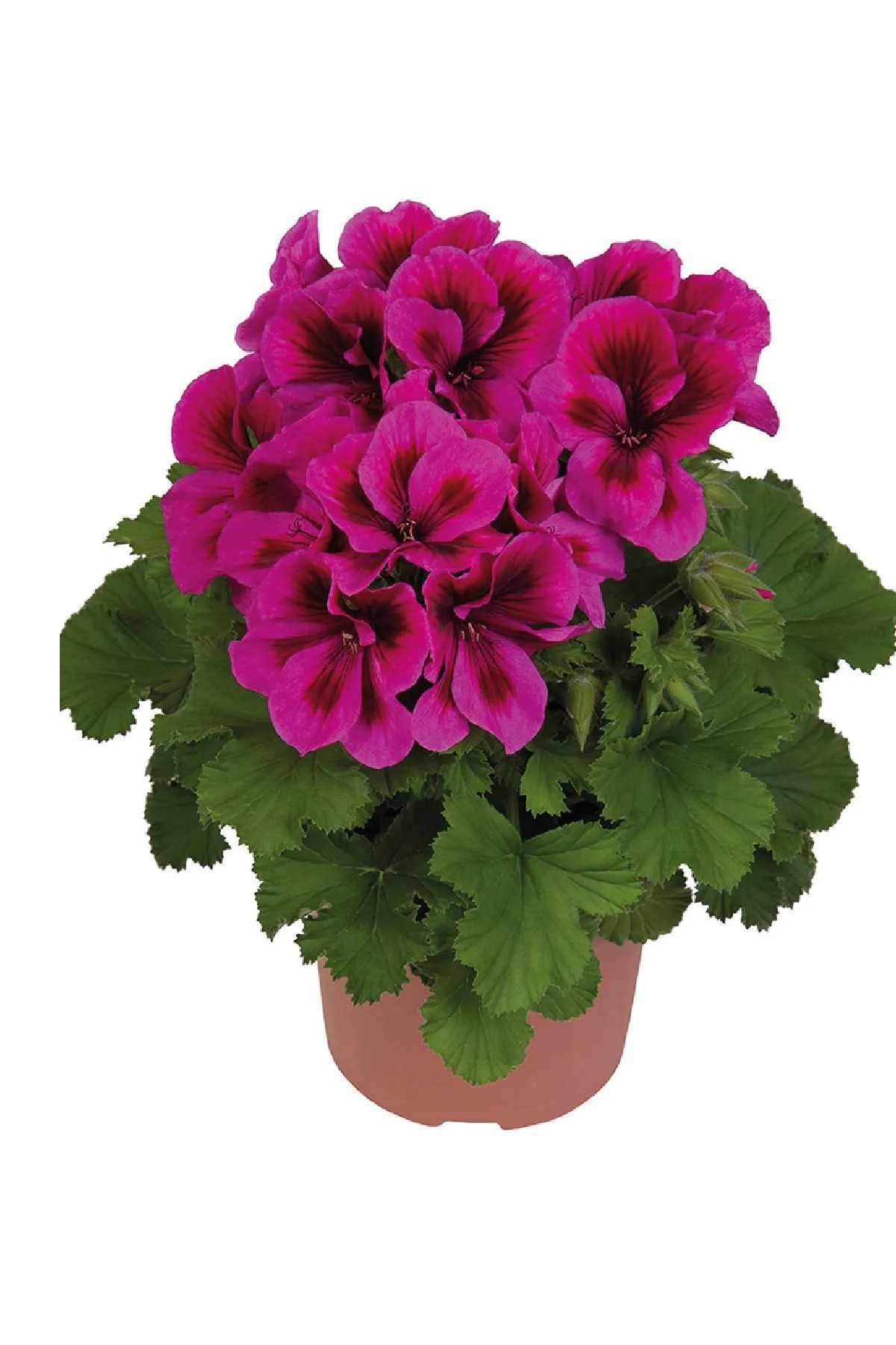 Ceylan Gözü Pelargonium domesticum