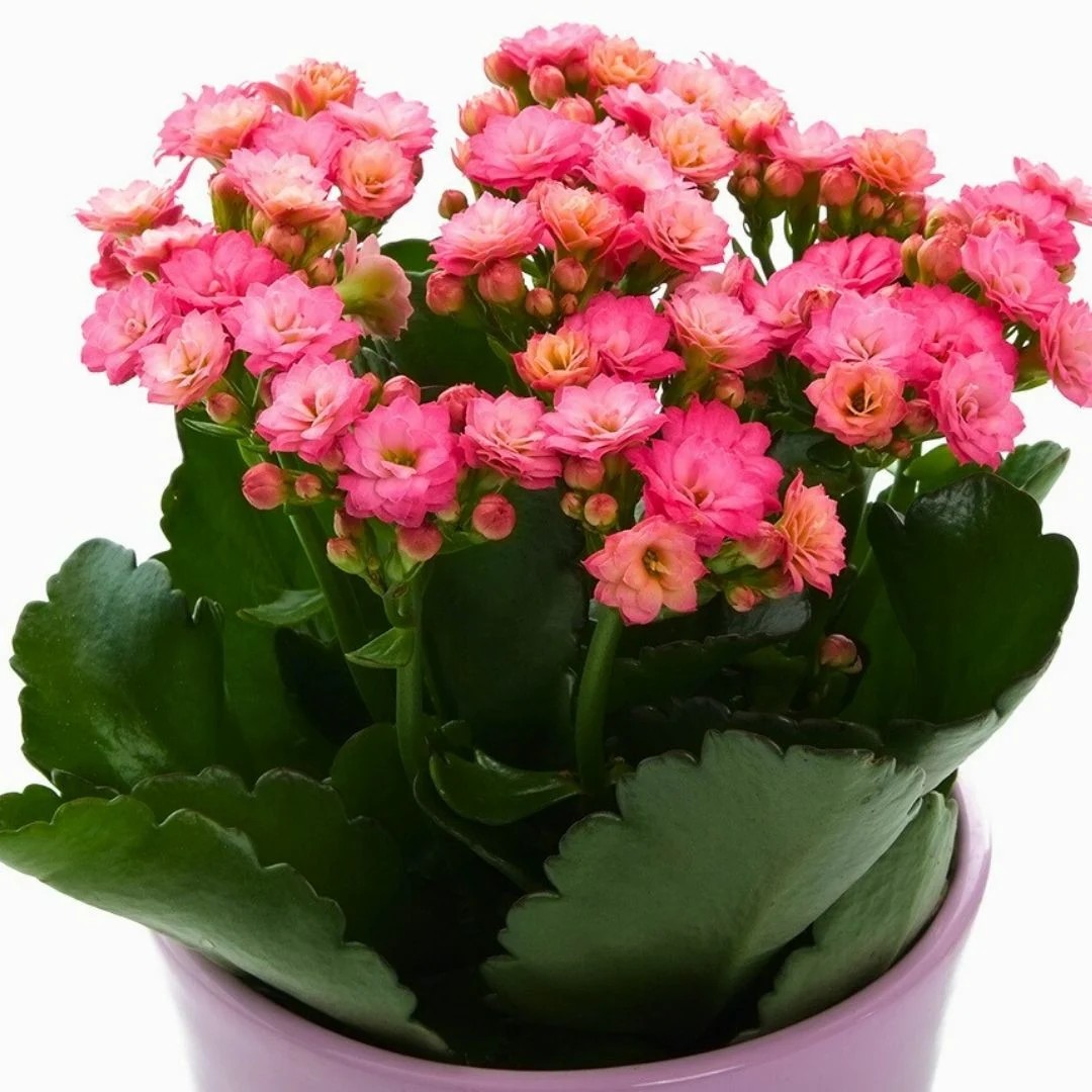 Kalanşo Çiçeği Kalanchoe blossfeldiana