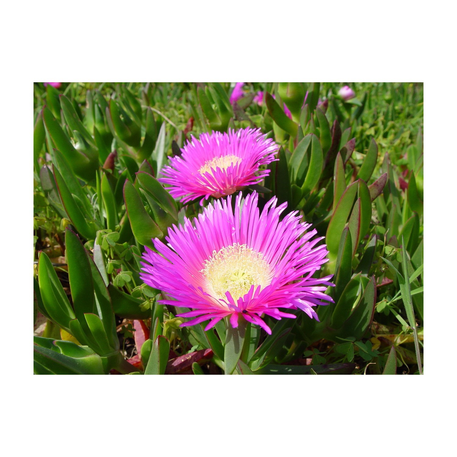 Kaz Ayağı Çiçeği Carpobrotus edulis L.