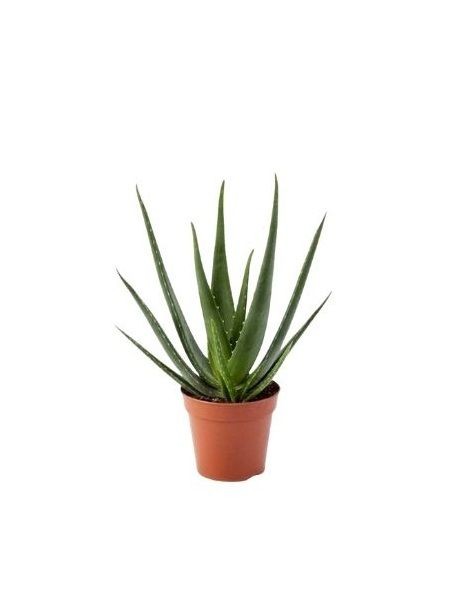 Aloe Vera Bitkisi - Gelişmiş Büyük Form