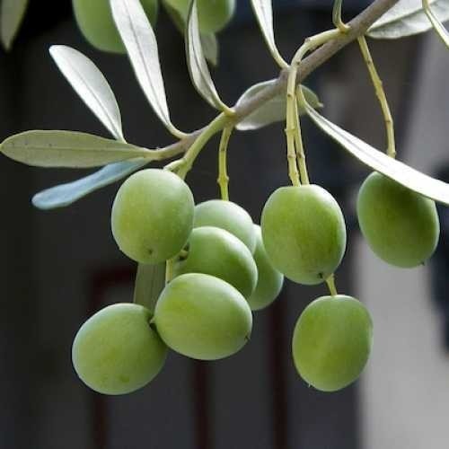halhali zeytin ağacı - Standart Orta Form