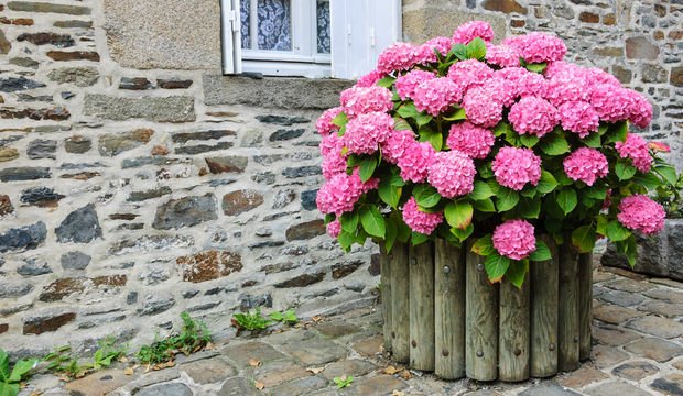 Ortanca Fidanı Hydrangea macrophylla , - pembe