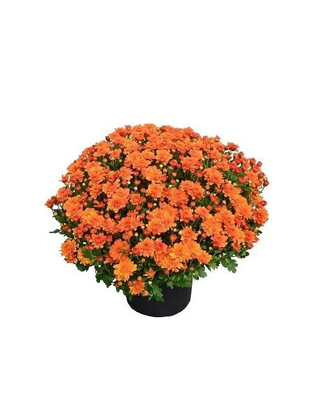 kasımpatı çiçeği krizantem  Chrysanthemum - turuncu