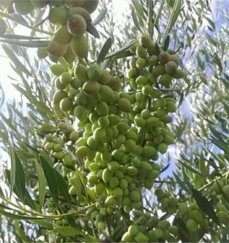 arbequina ispanya zeytini ağacı - küçük form
