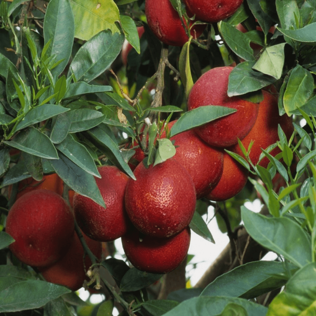 İÇİ DIŞI KIRMIZI - Red Blod - SMİTH RED  Portakal AĞACI