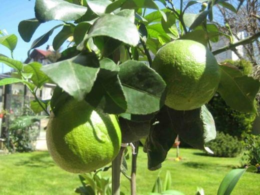 Bomba (bergamot - buruşuk ) limon Ağacı - küçük form