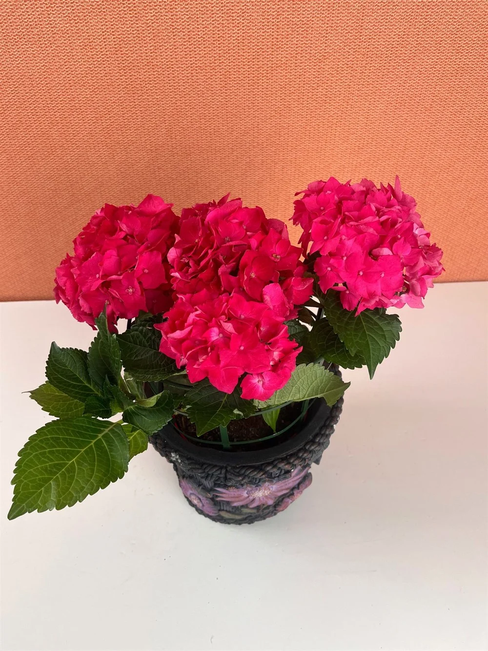 Ortanca Fidanı Hydrangea macrophylla , - kırmızı