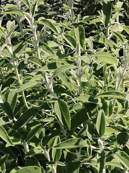 Anadolu Adaçayı Salvia fruticosa