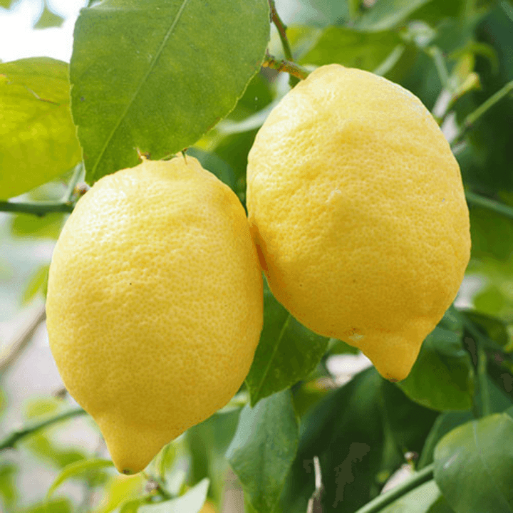 İnterdonat ( Enterdonat ) Limon - küçük form