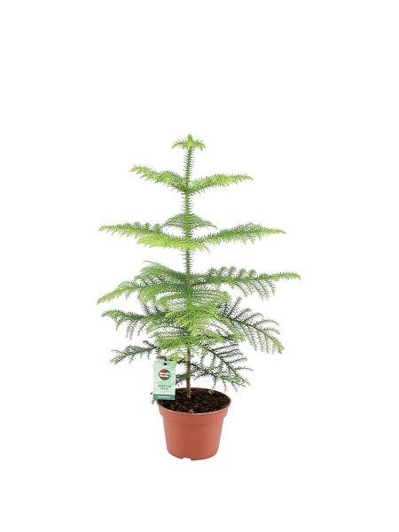 Salon Çamı Bitkisi Araucaria Heterophylla - küçük form