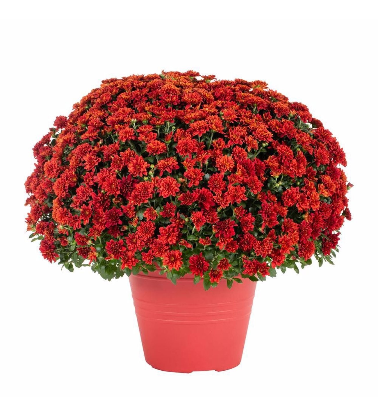 kasımpatı çiçeği krizantem  Chrysanthemum - kırmızı