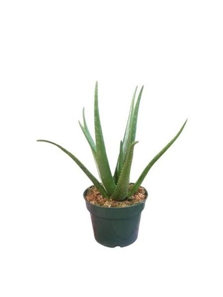 Aloe Vera Bitkisi - Standart Orta Form