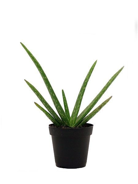 Aloe Vera Bitkisi - küçük form