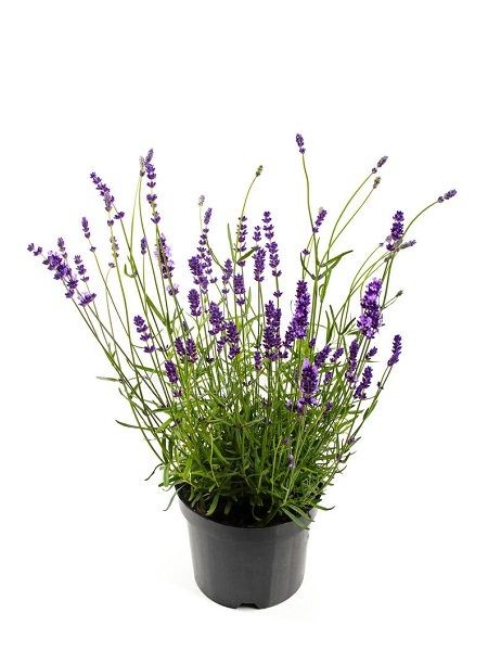 Lavanta Fidanı Lavandula x intermedia