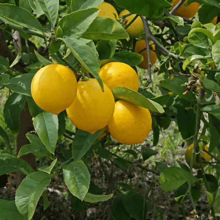 Tatlı Limon - Standart Orta Form