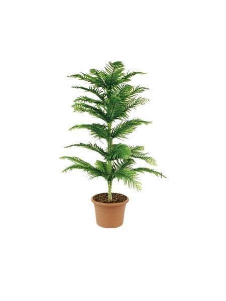 Salon Çamı Bitkisi Araucaria Heterophylla - Standart Orta Form