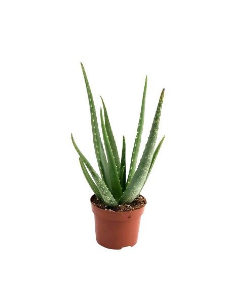 Aloe Vera Bitkisi - Dev Form