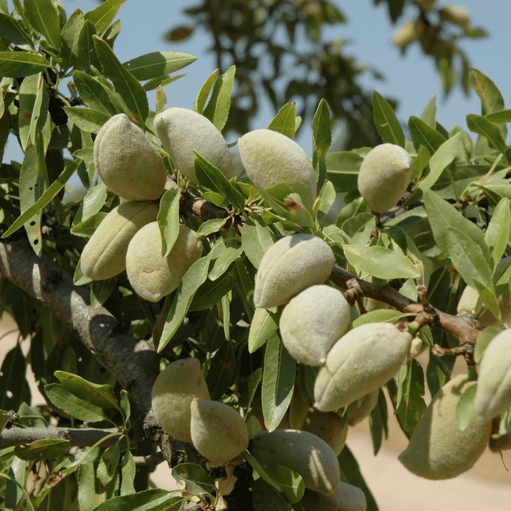 Constanti Badem - küçük form