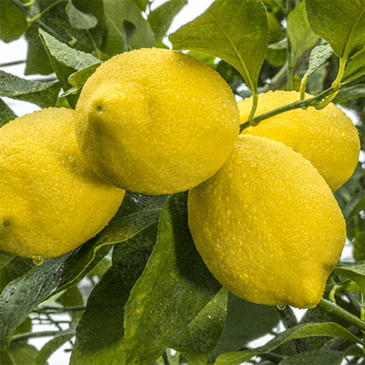 Zagara Limon - küçük form