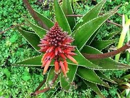 Testere Bitkisi (Aloe arborescens)