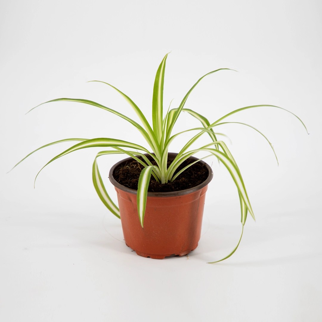 Kurdele Çiçeği Chlorophytum comosum