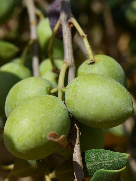 Gemlik zeytini ( trilye ) - Gelişmiş Büyük Form