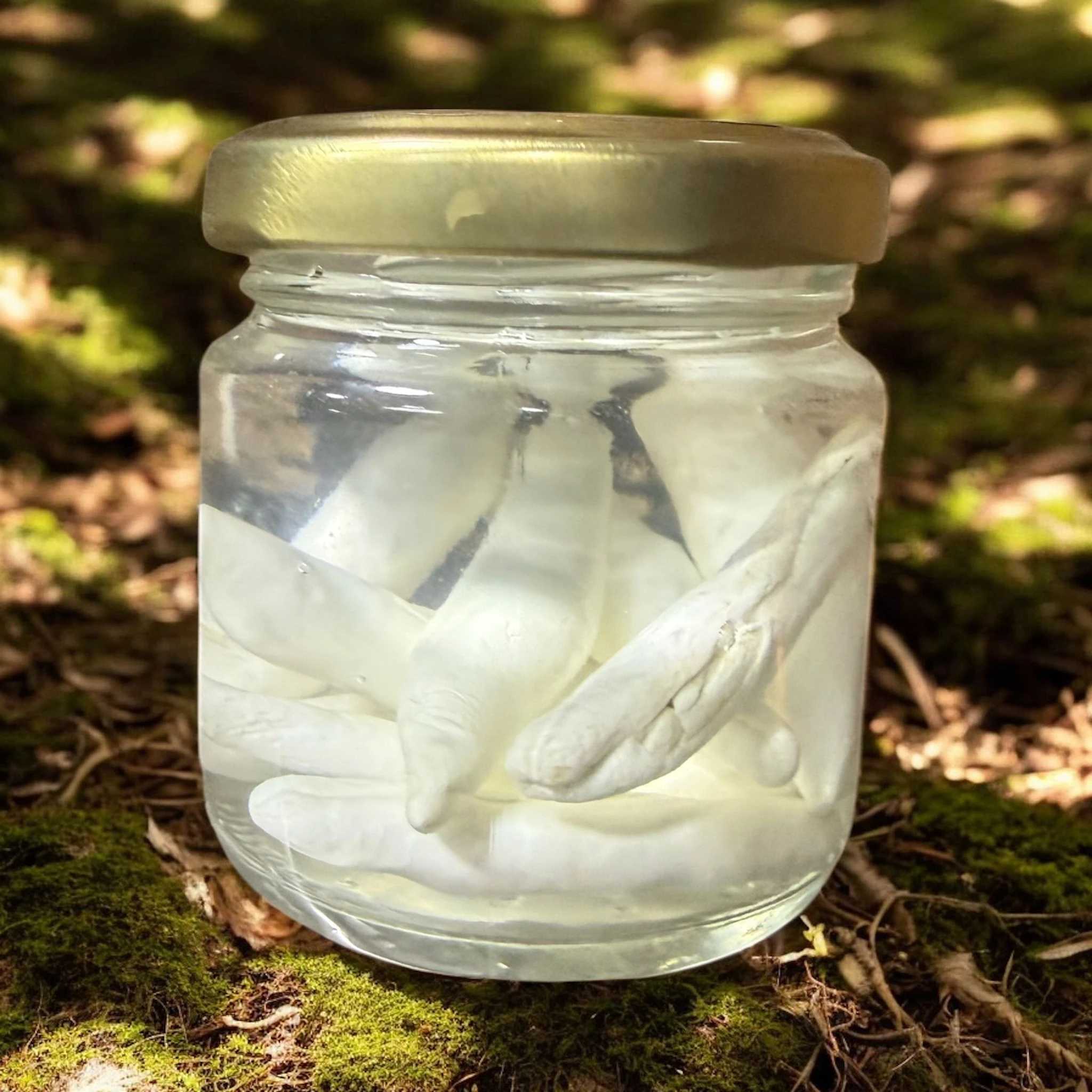 Doğal Sivas Kenger sakızı 10 adet