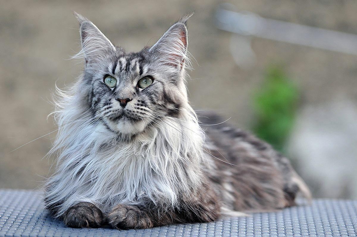 Maine Coon Kedisi .. Kapsamlı Rehber