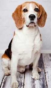 Beagle