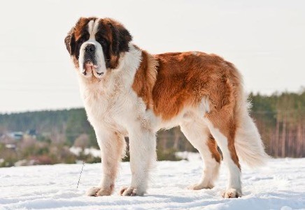 Saint Bernard