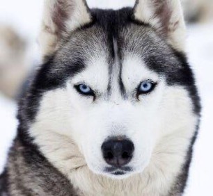 Sibirya Husky