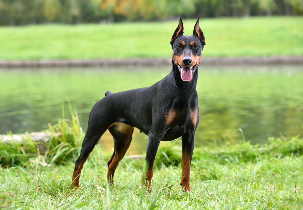 Doberman Köpeği: Özellikleri, Avantajları ve Fiyatı – Satın Almadan Önce Kapsamlı Rehberiniz