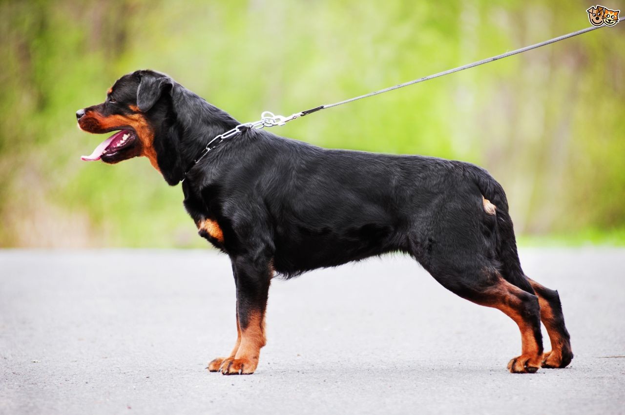 Rottweiler Köpeği: Özellikleri, Türleri ve Fiyatı – Satın Almadan Önce Tam Rehberiniz
