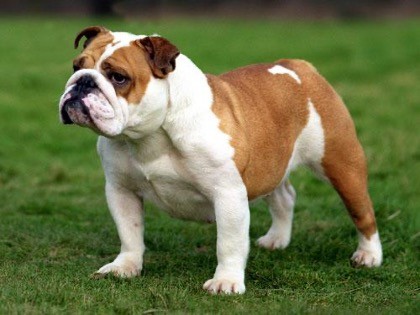 İngiliz Bulldog