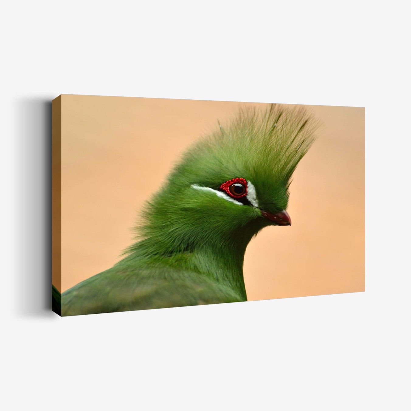 Yeşil Turaco Tablo