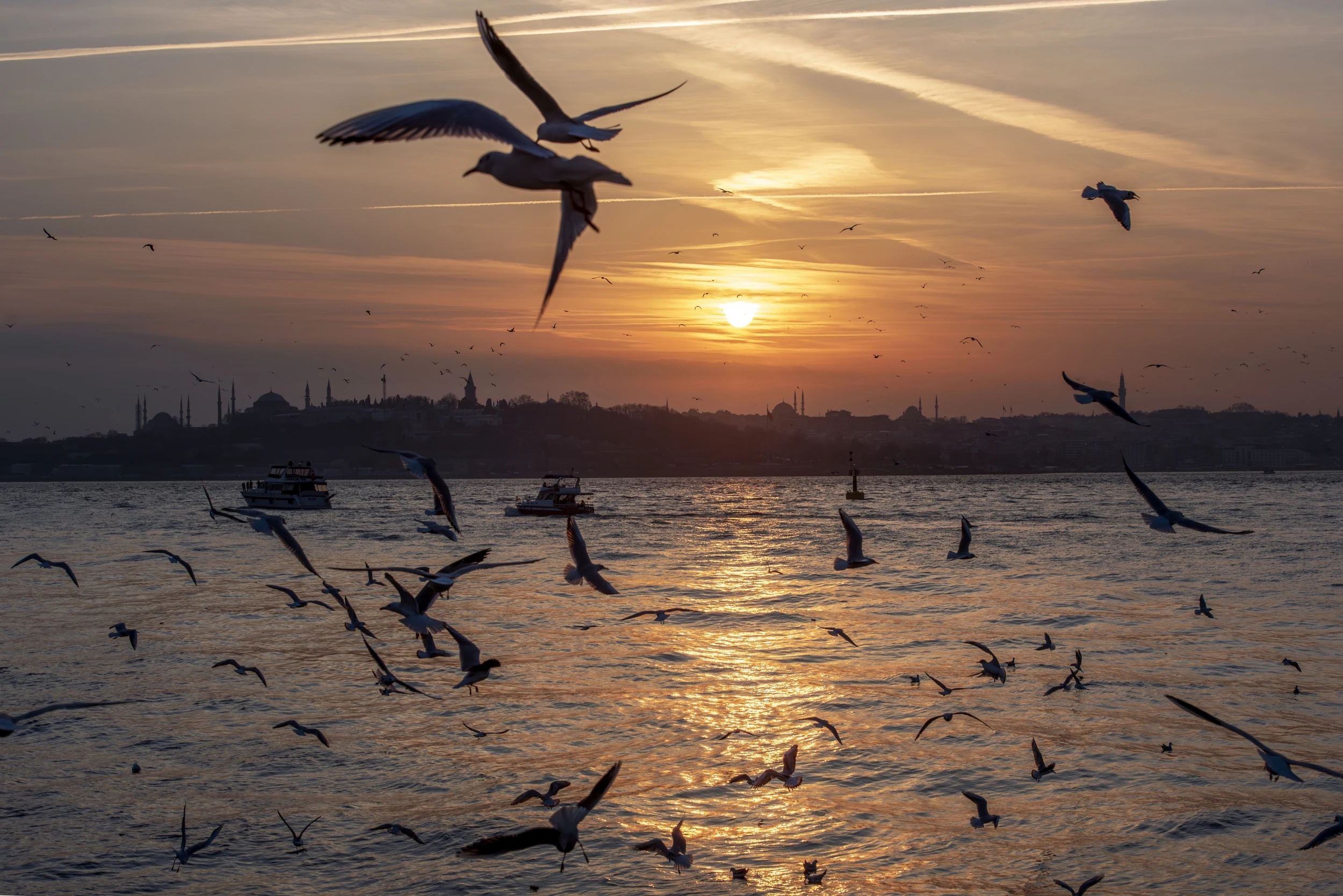 Martılar ve İstanbul