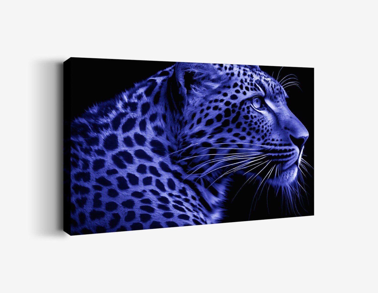 Mavi Leopar