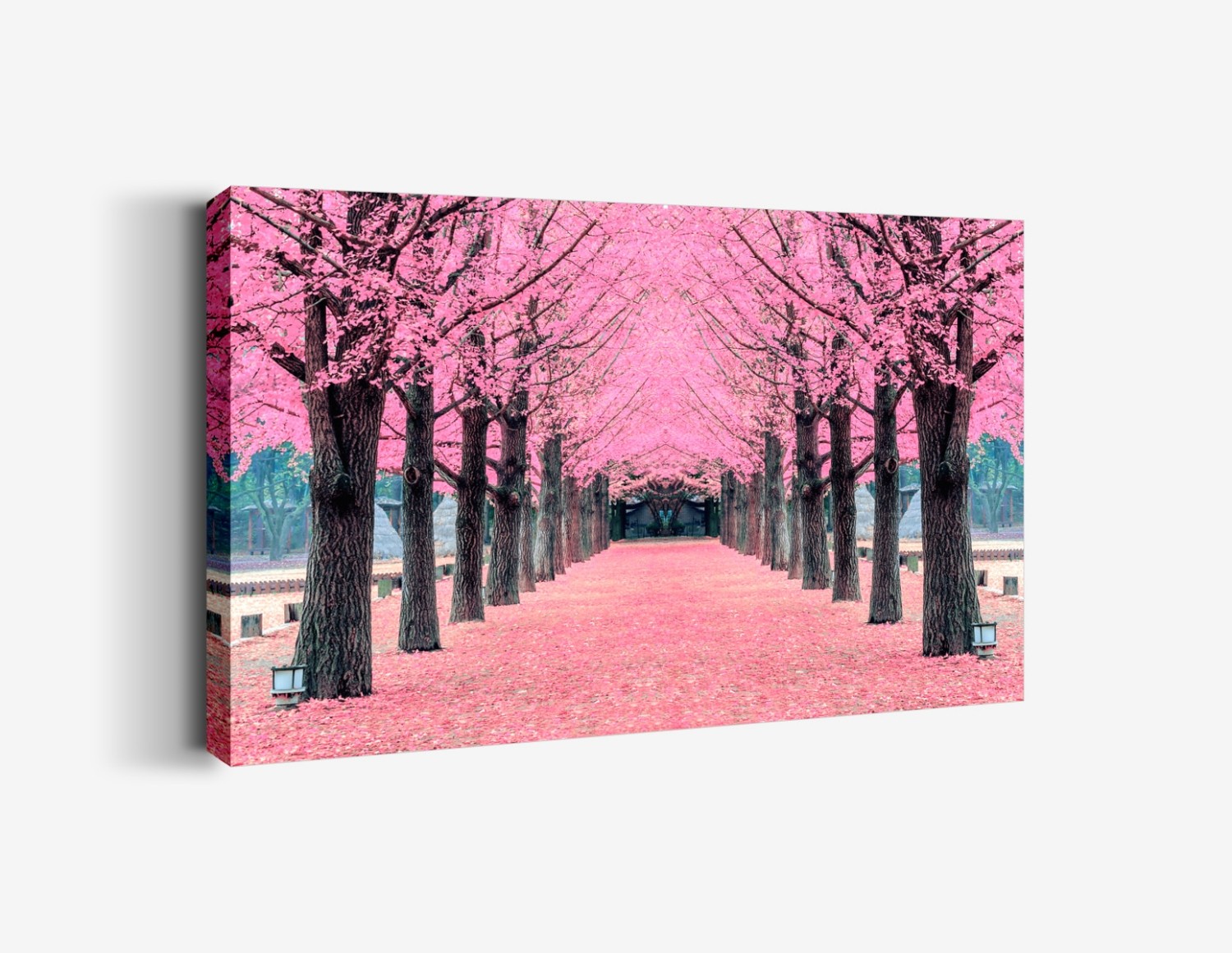 Pembe Sakura Ağaçlı Yol