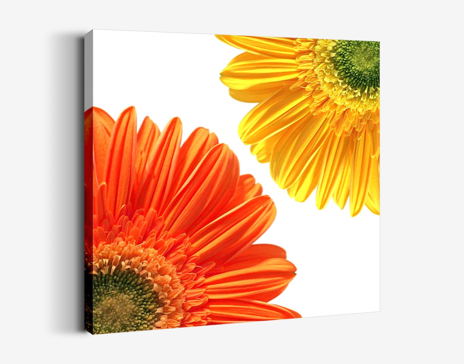 Gerbera Tablo