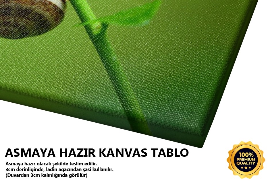 Salyangoz Dalda Tablo