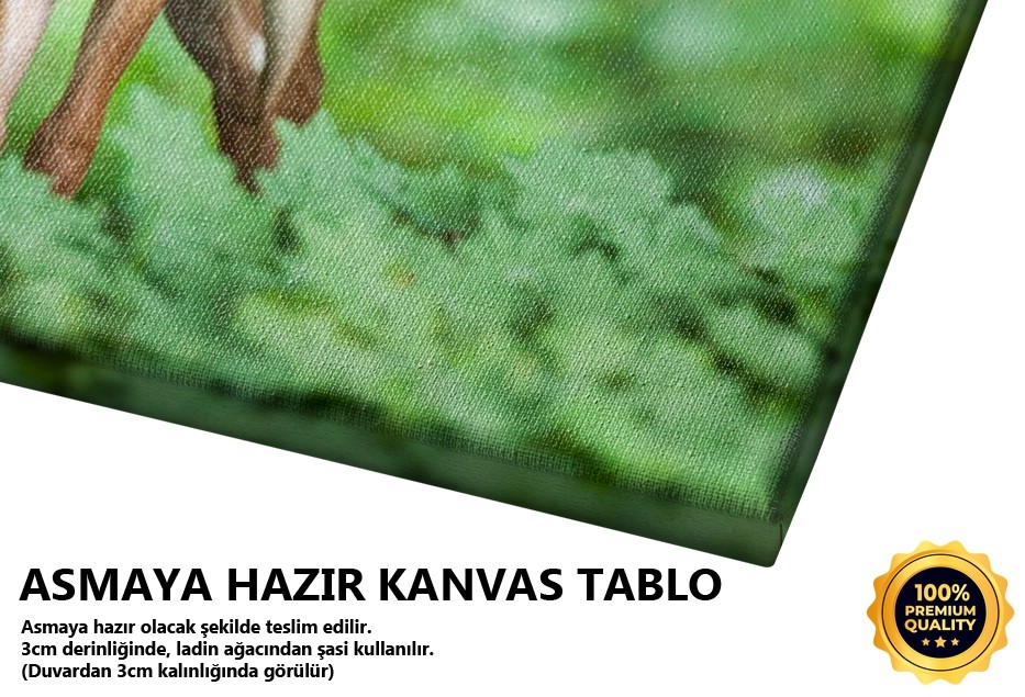 Ceylan Tablo
